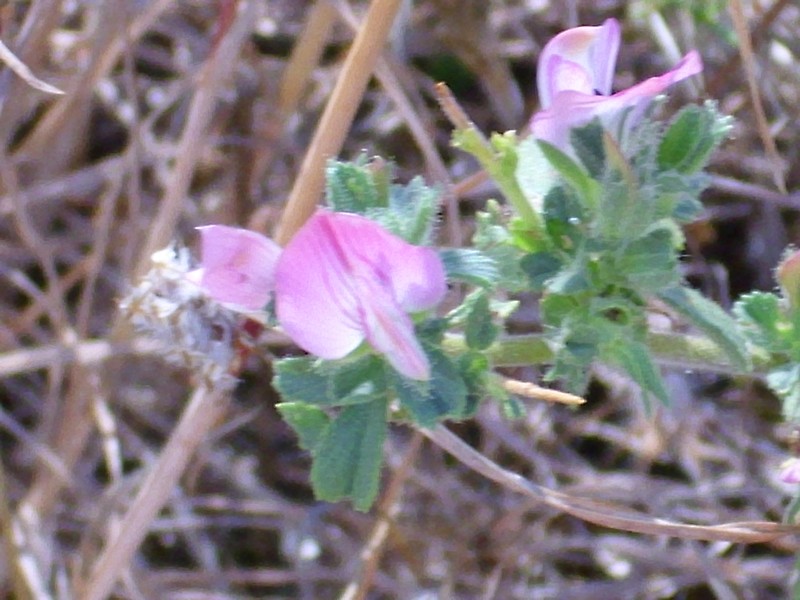 Ononis pendula subsp. boissieri photo 4