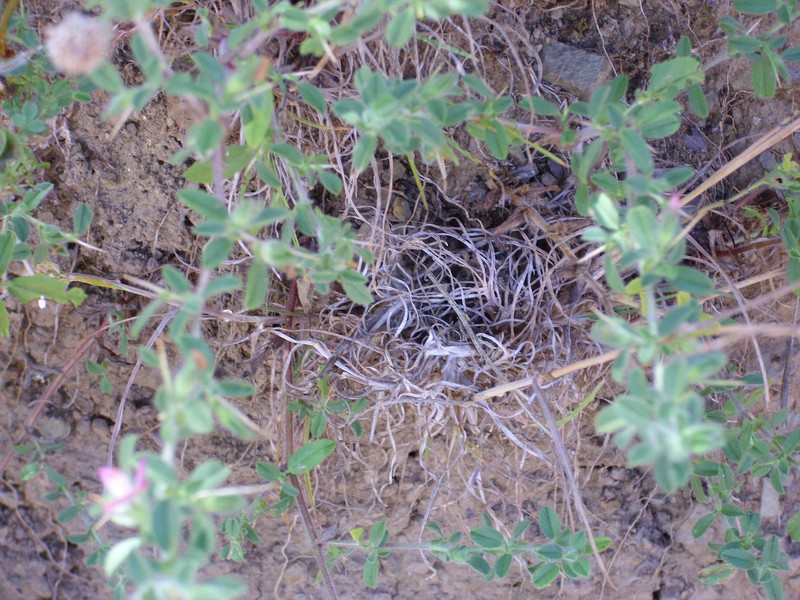 Ononis pendula subsp. boissieri photo 5