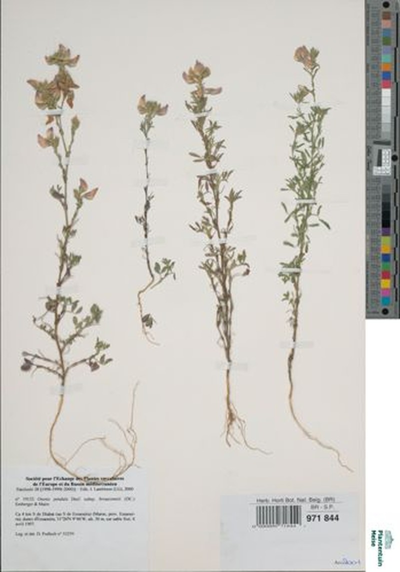 Ononis pendula subsp. broussonetii