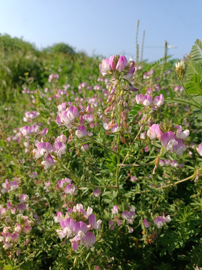 Ononis pendula subsp. munbyi