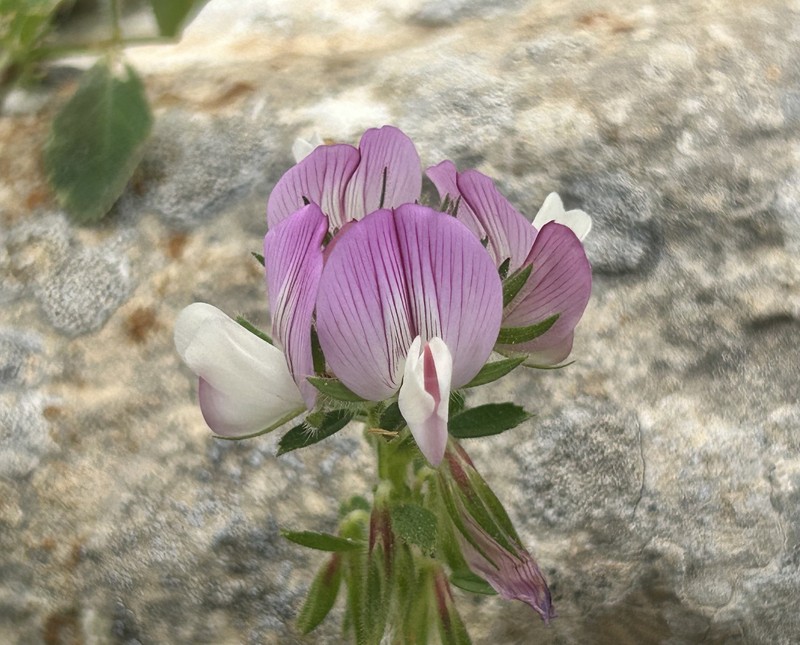 Ononis pendula subsp. munbyi photo 2