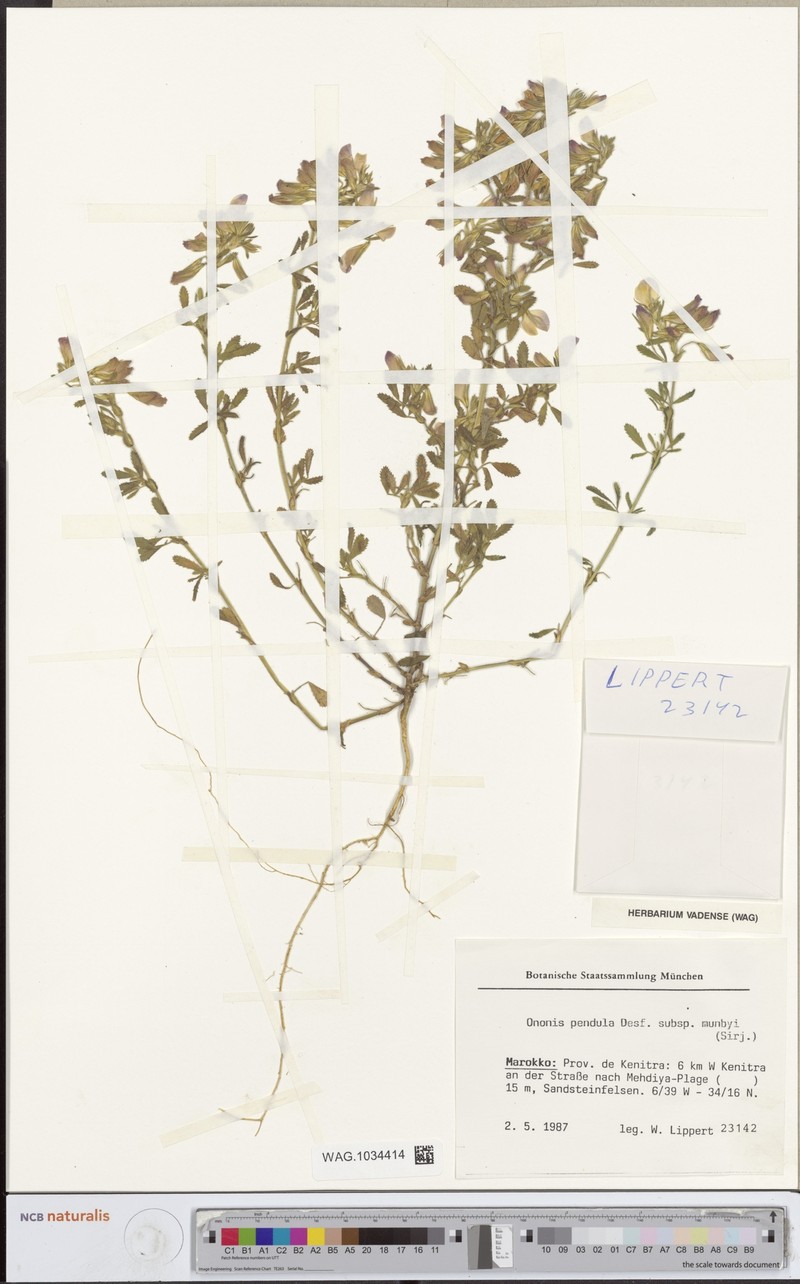 Ononis pendula subsp. munbyi photo 3