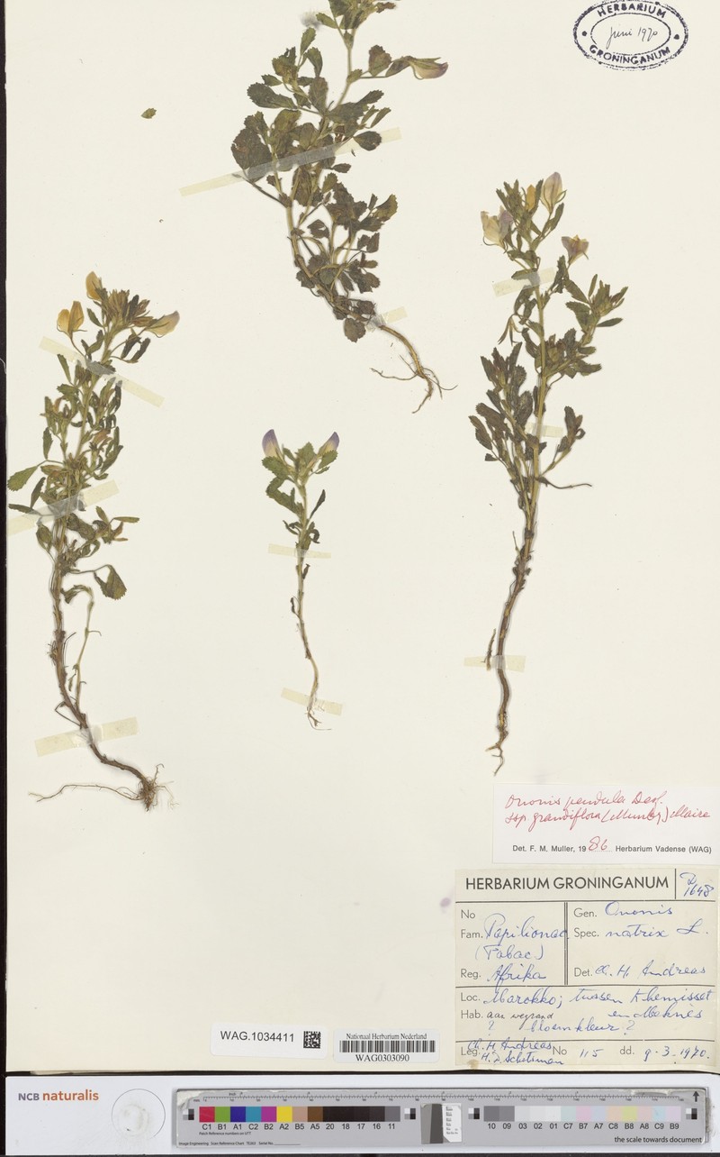 Ononis pendula subsp. munbyi photo 4