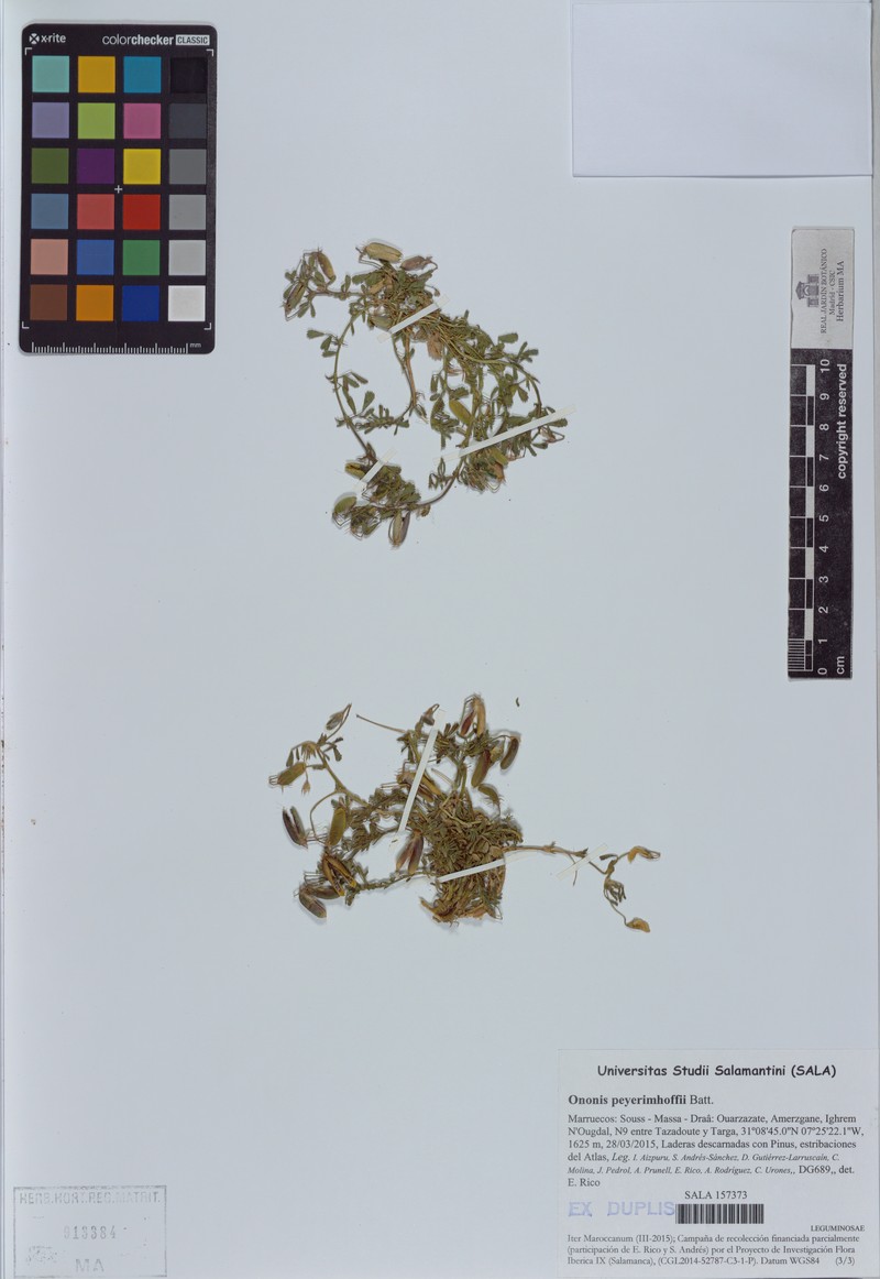 Ononis peyerimhoffii