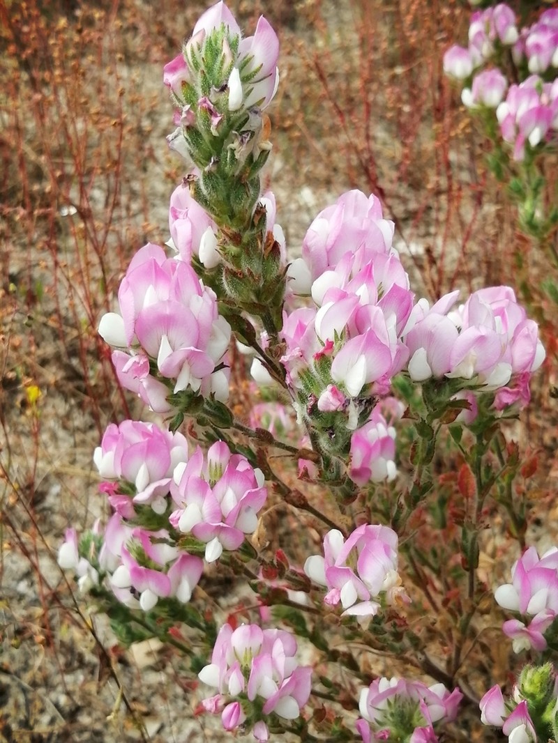 Ononis pinnata