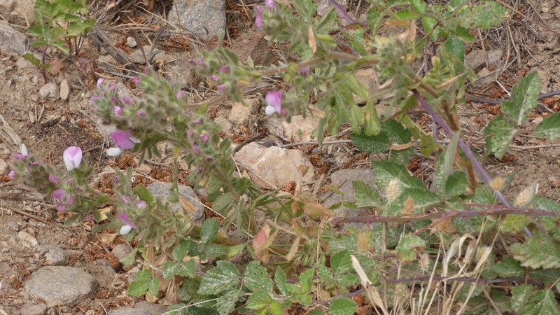 Ononis pinnata photo 2