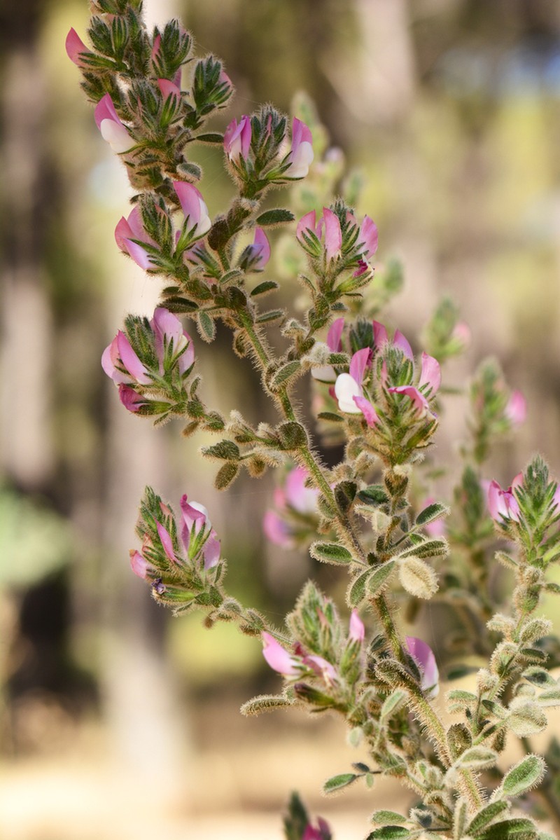 Ononis pinnata photo 3
