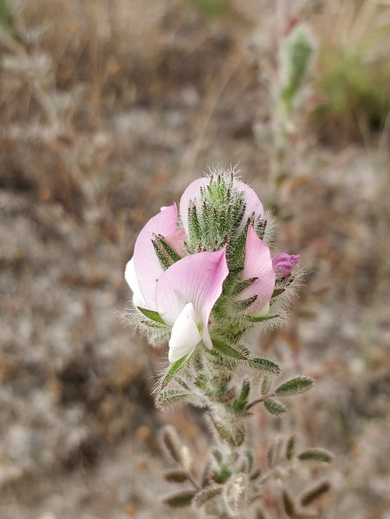 Ononis pinnata photo 4