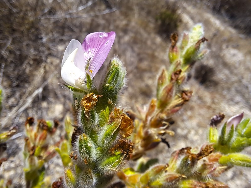 Ononis pinnata photo 6
