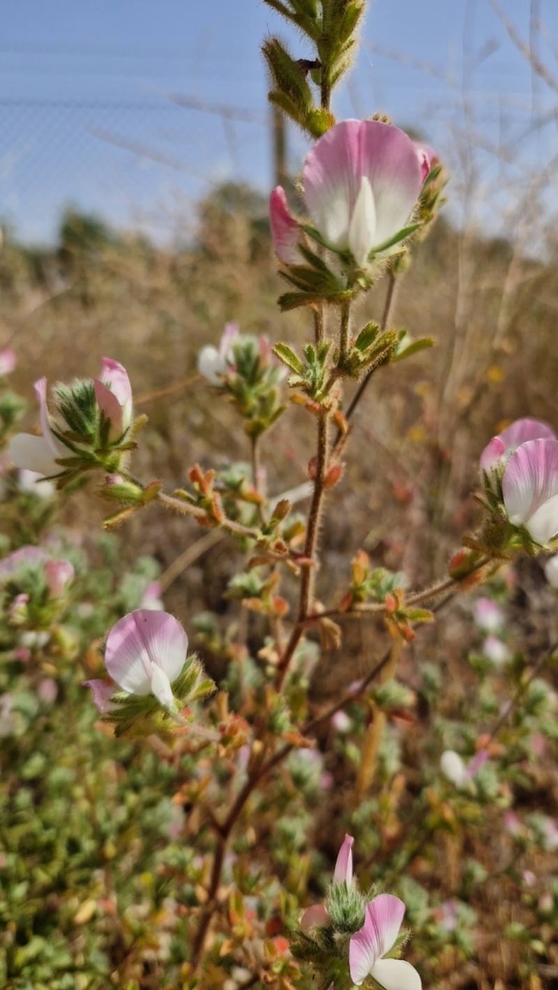Ononis pinnata photo 7