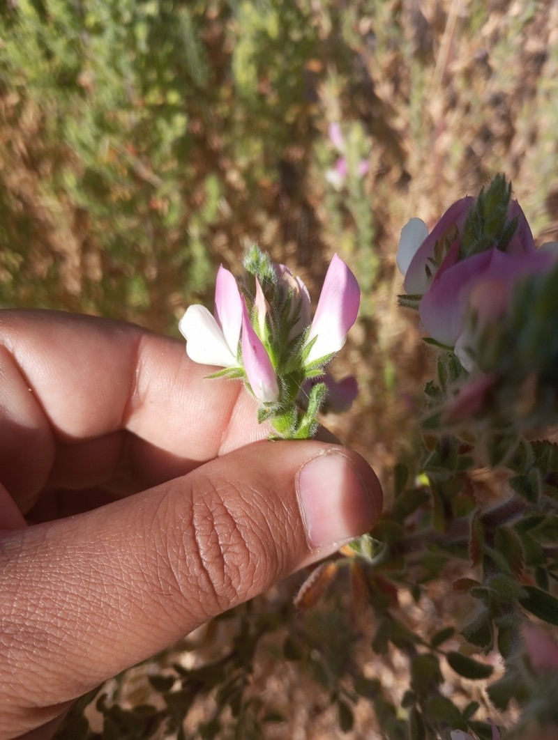 Ononis pinnata photo 8