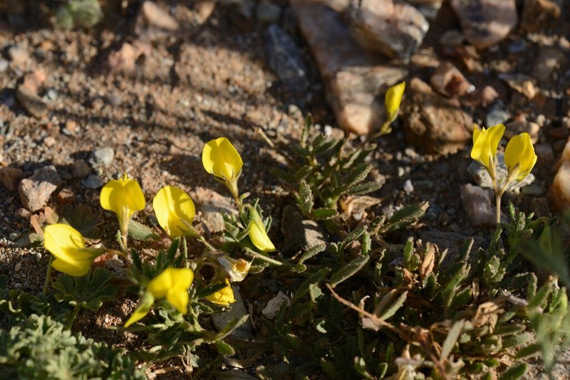 Ononis polyphylla