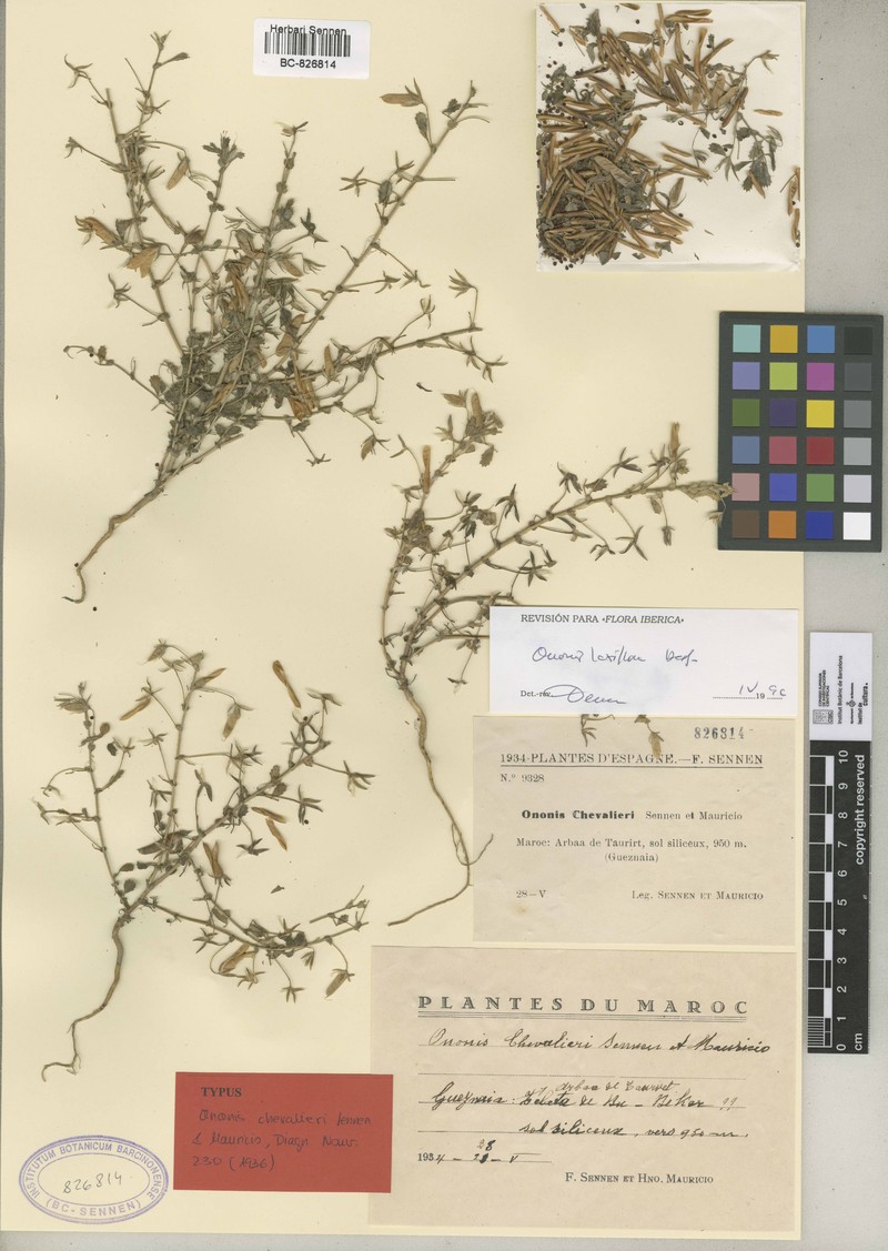 Ononis polyphylla photo 2