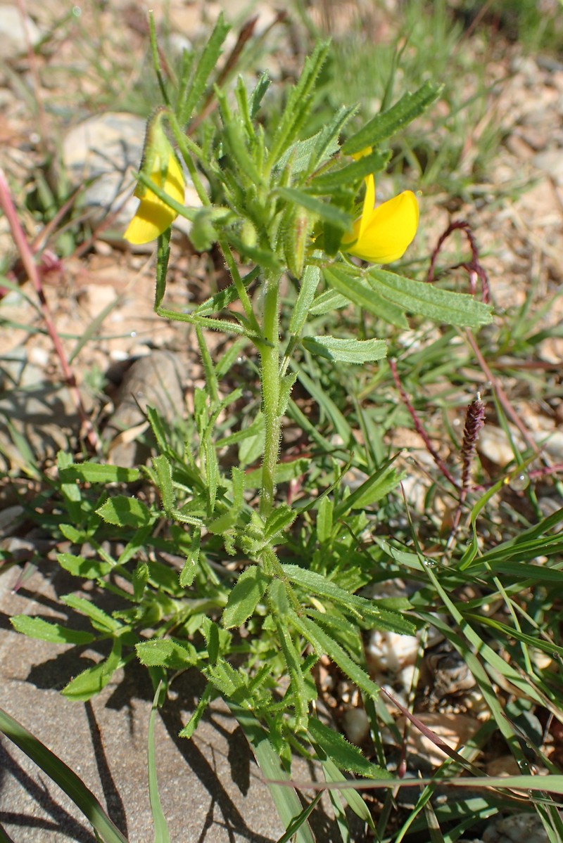 Ononis polysperma