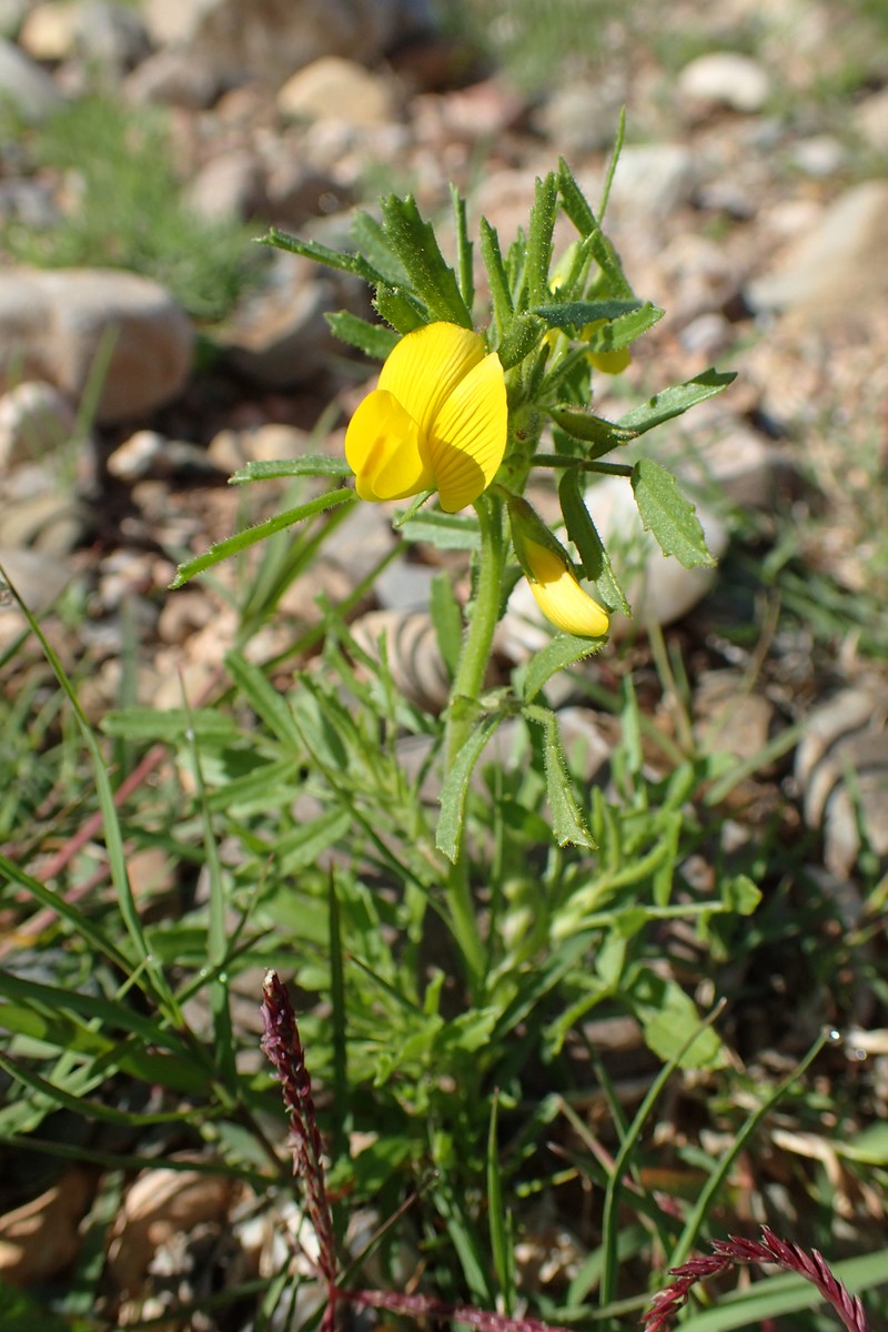 Ononis polysperma photo 2