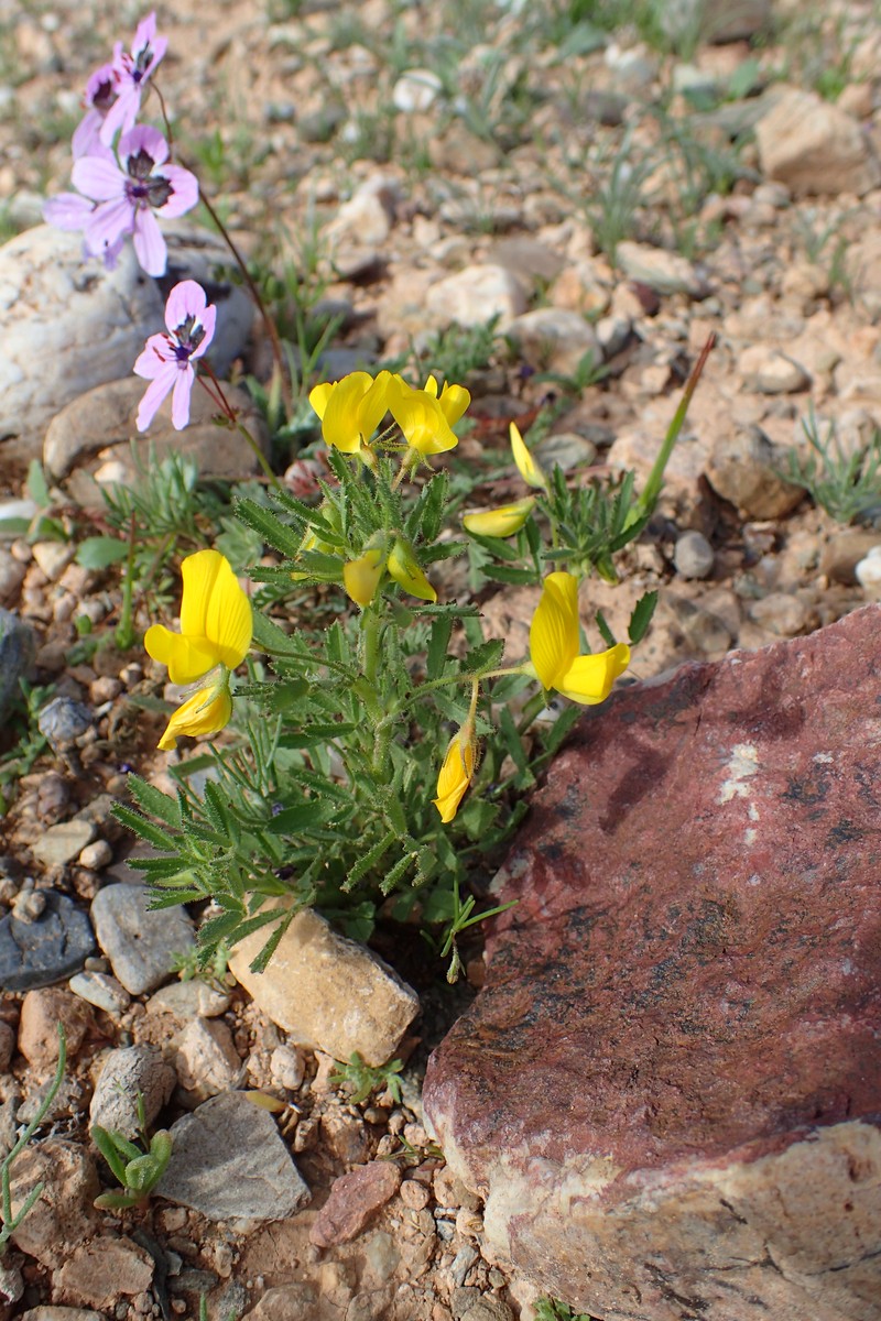 Ononis polysperma photo 3