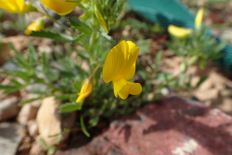 Ononis polysperma photo 4