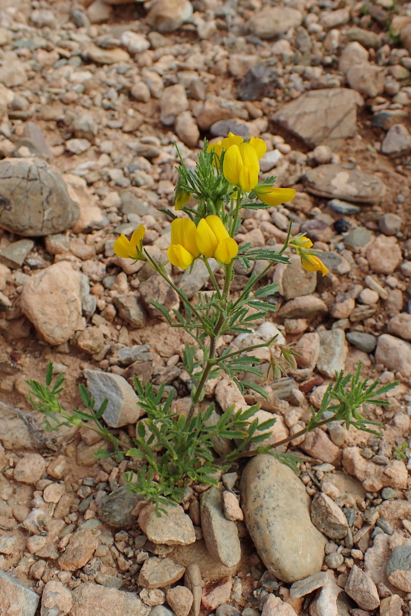 Ononis polysperma photo 5