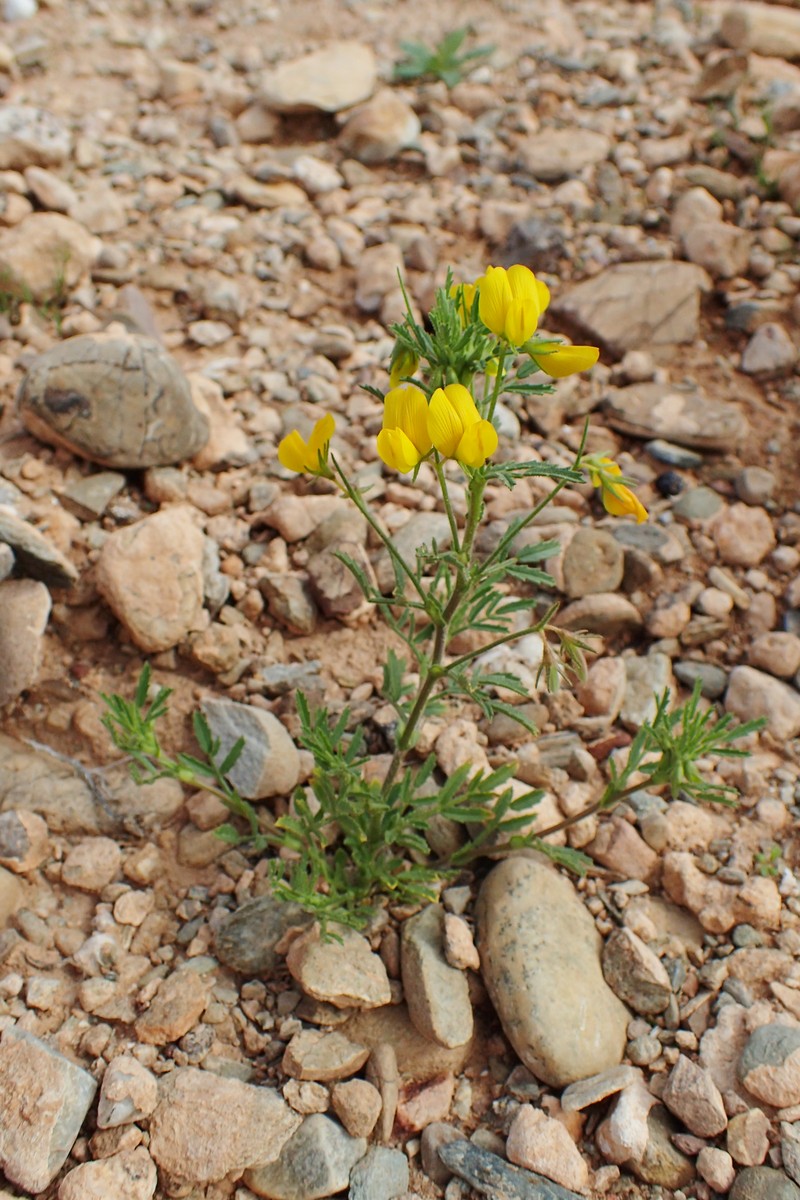 Ononis polysperma photo 6