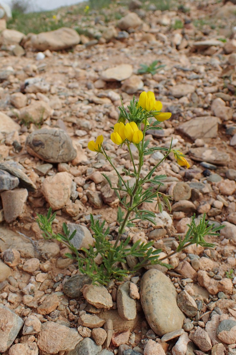 Ononis polysperma photo 7
