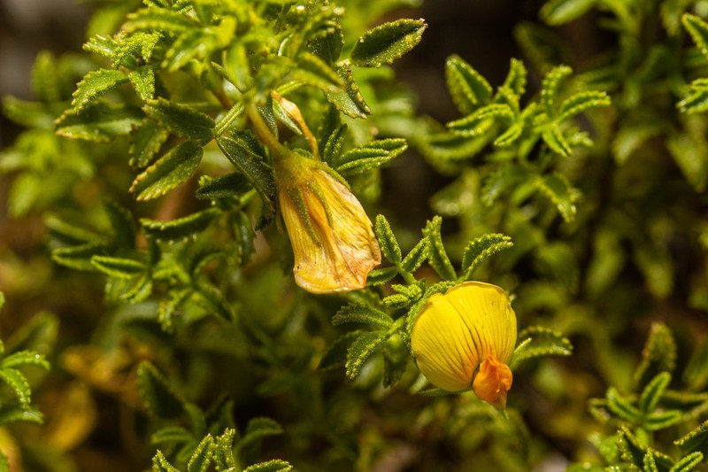 Ononis ramosissima