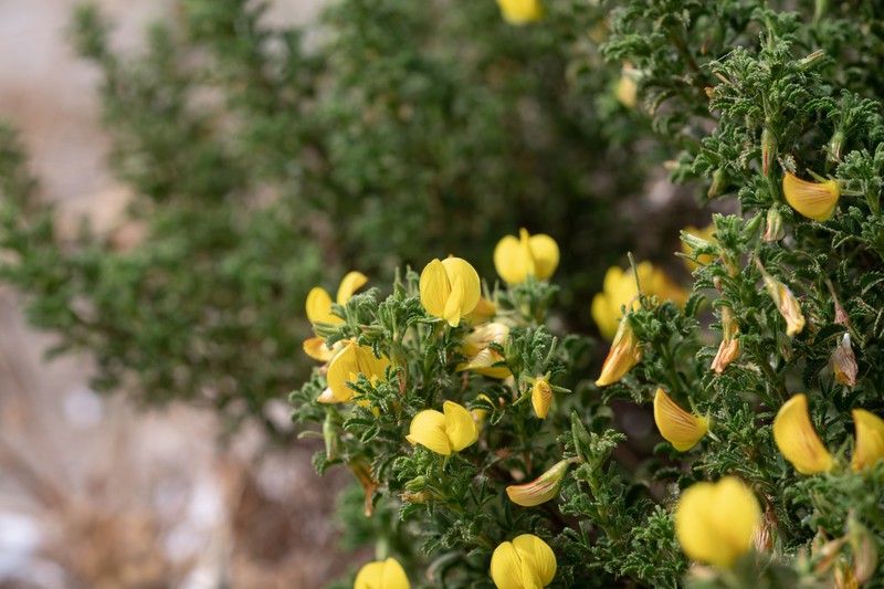 Ononis ramosissima photo 2
