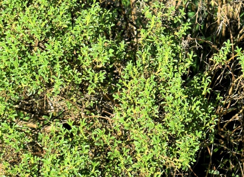 Ononis ramosissima photo 3
