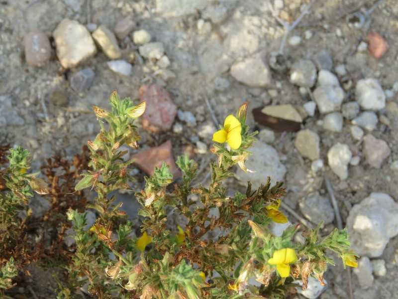 Ononis ramosissima photo 5