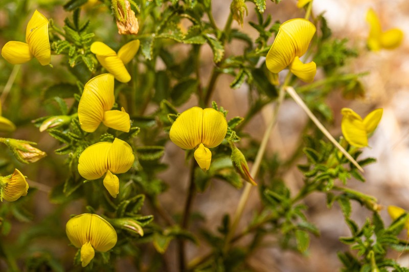 Ononis ramosissima photo 6