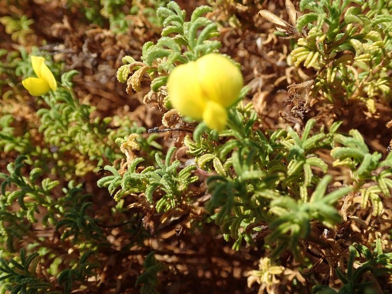 Ononis ramosissima photo 7