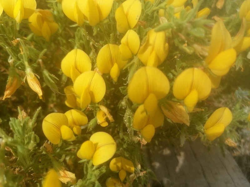 Ononis ramosissima photo 8
