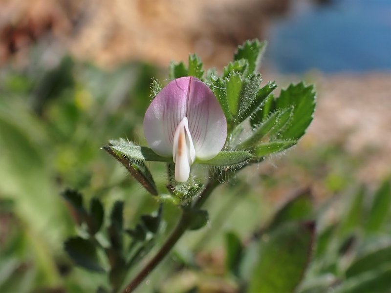 Ononis reclinata