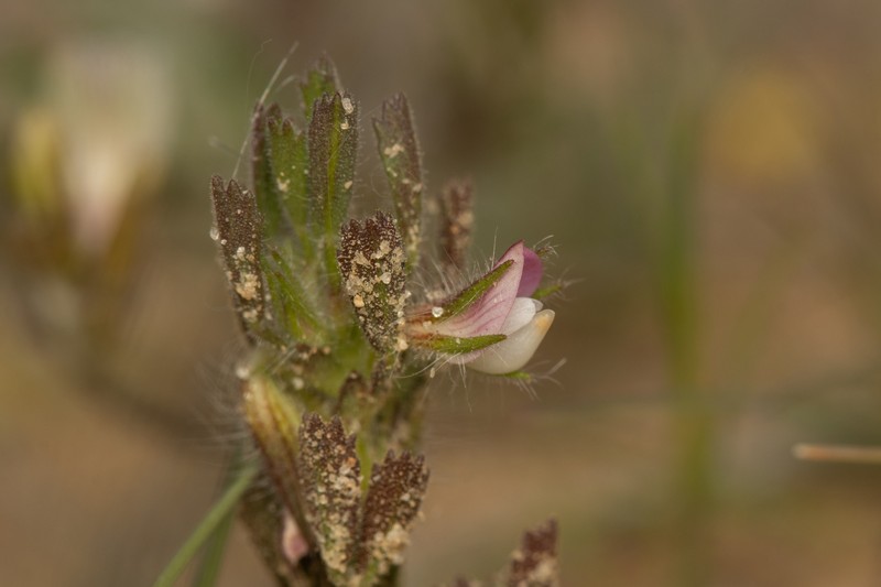 Ononis reclinata subsp. minor