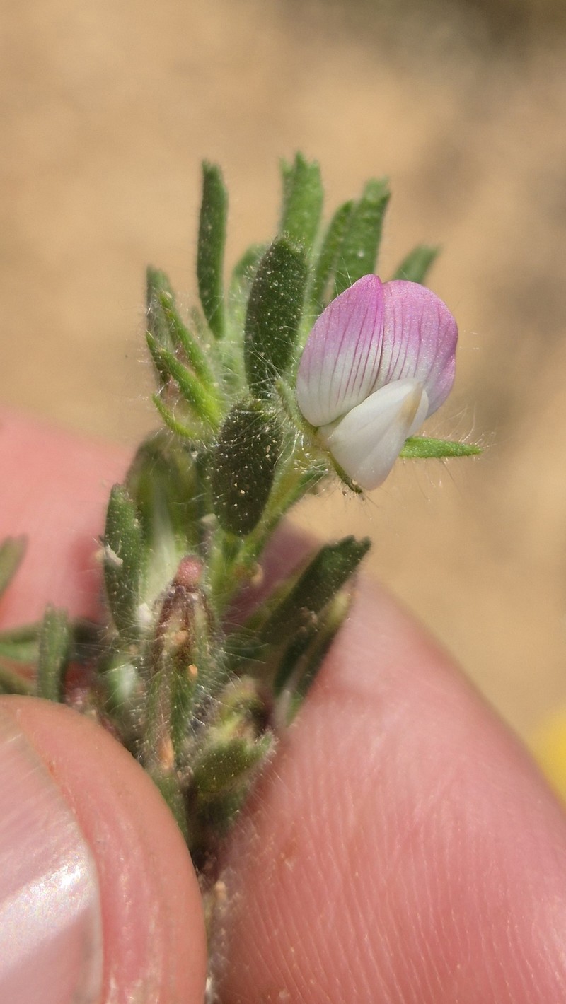 Ononis reclinata subsp. minor photo 2