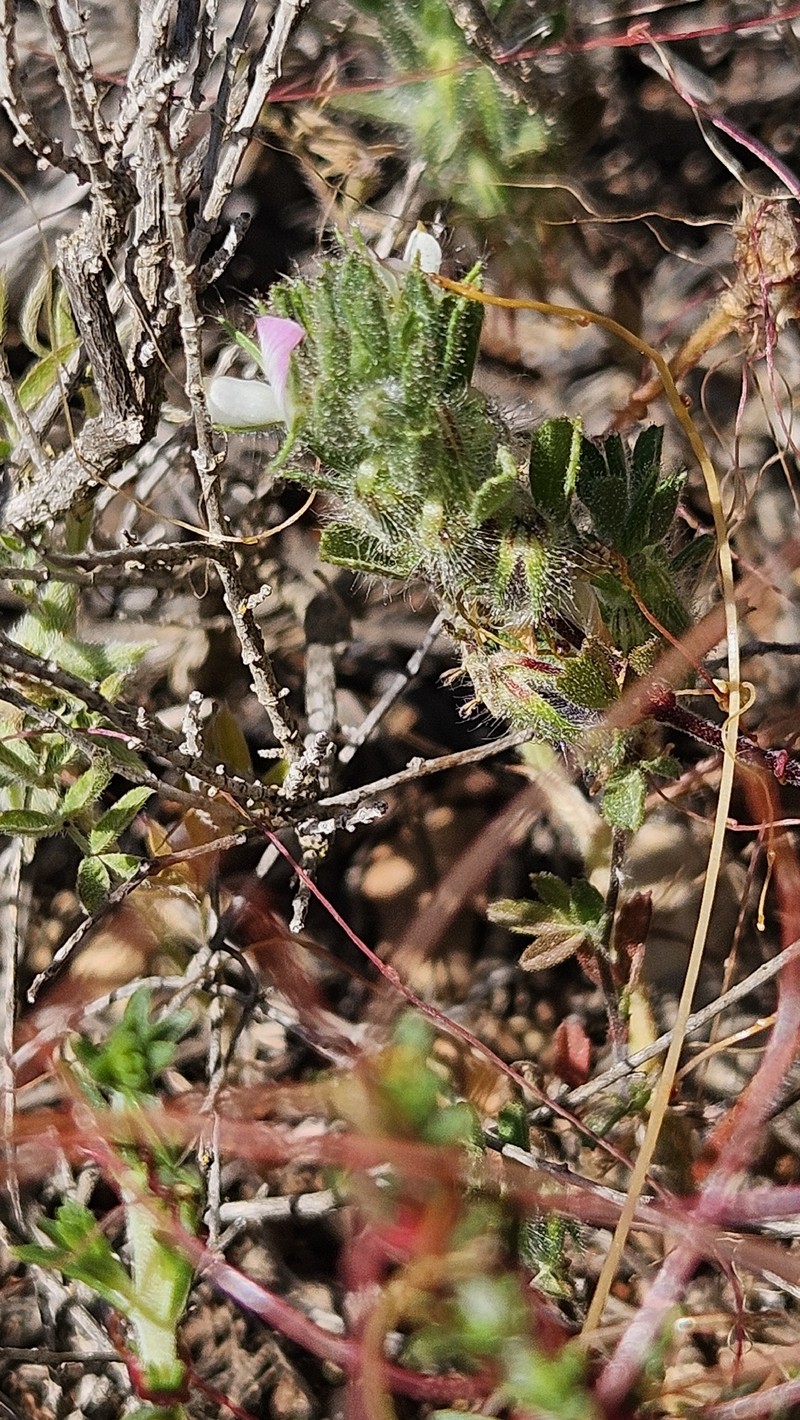 Ononis reclinata subsp. minor photo 3