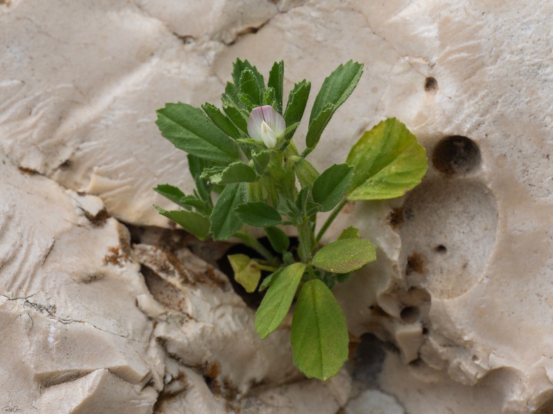 Ononis reclinata subsp. minor photo 4