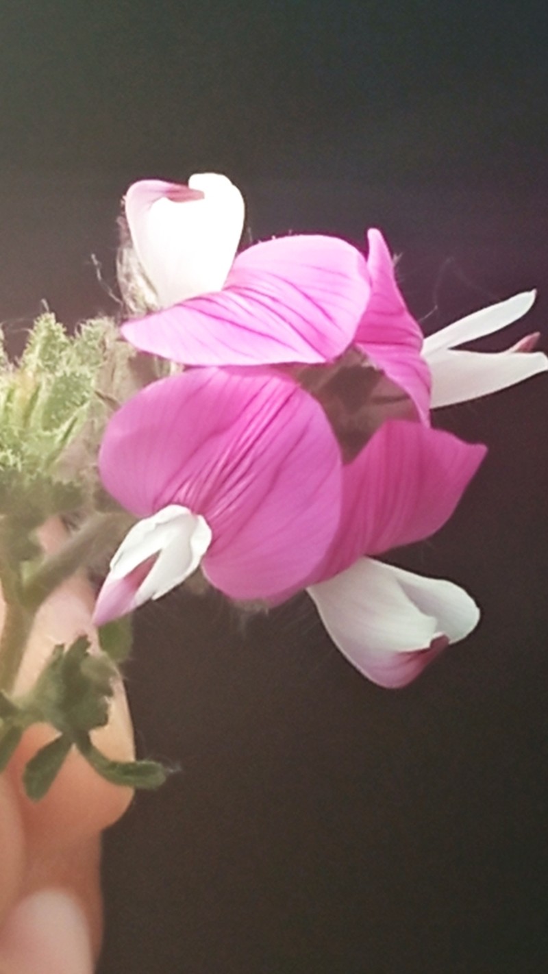 Ononis rosea
