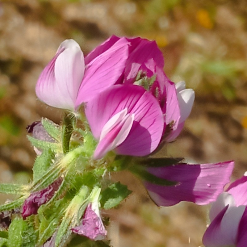 Ononis rosea photo 2