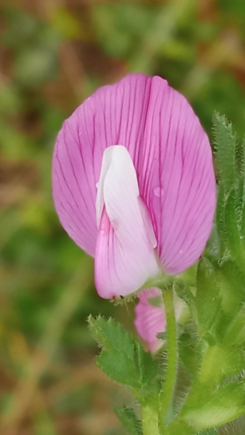 Ononis rosea photo 3