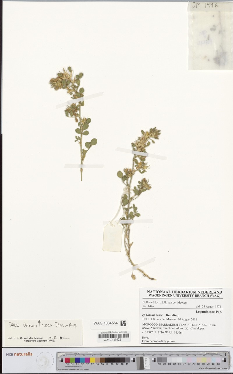 Ononis rosea photo 5