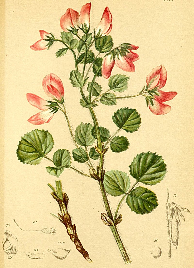 Ononis rotundifolia
