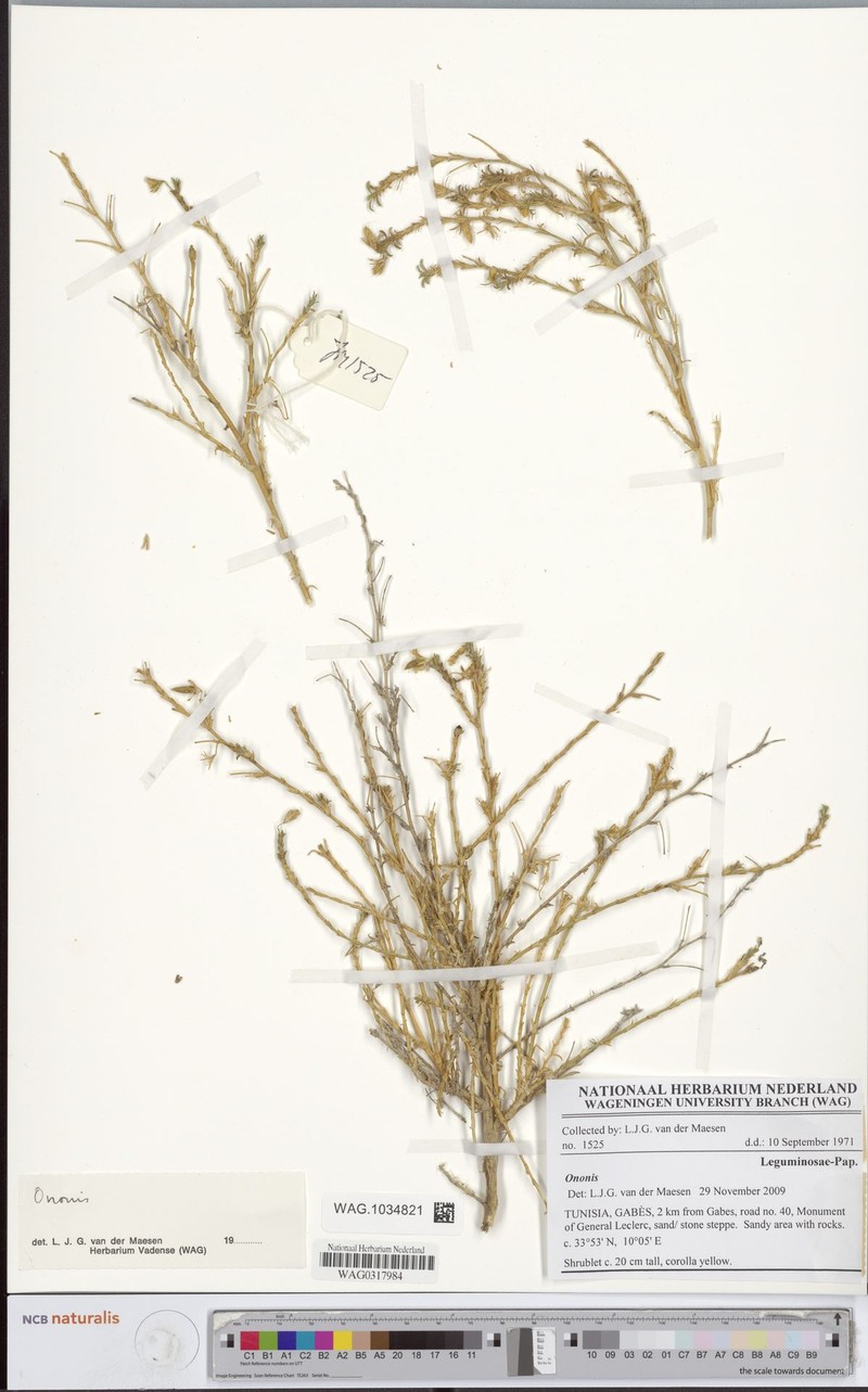 Ononis serotina