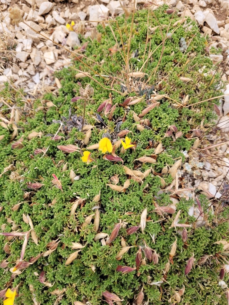 Ononis sessilifolia