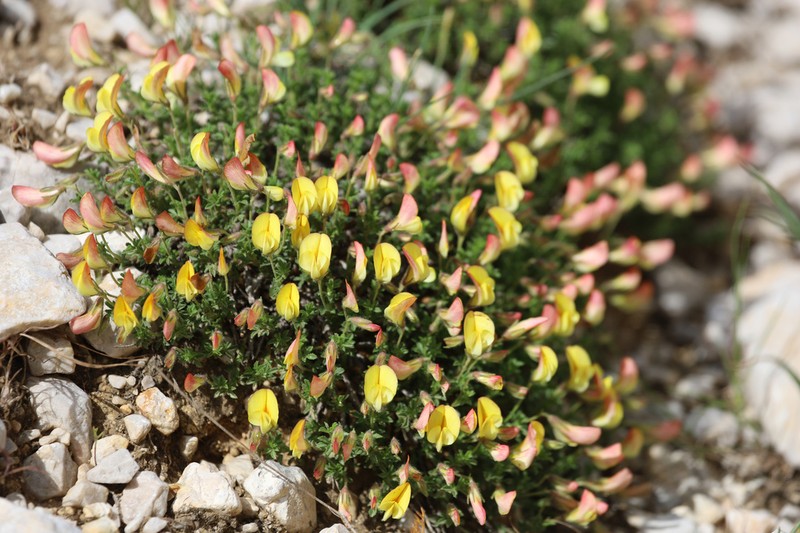 Ononis sessilifolia photo 2