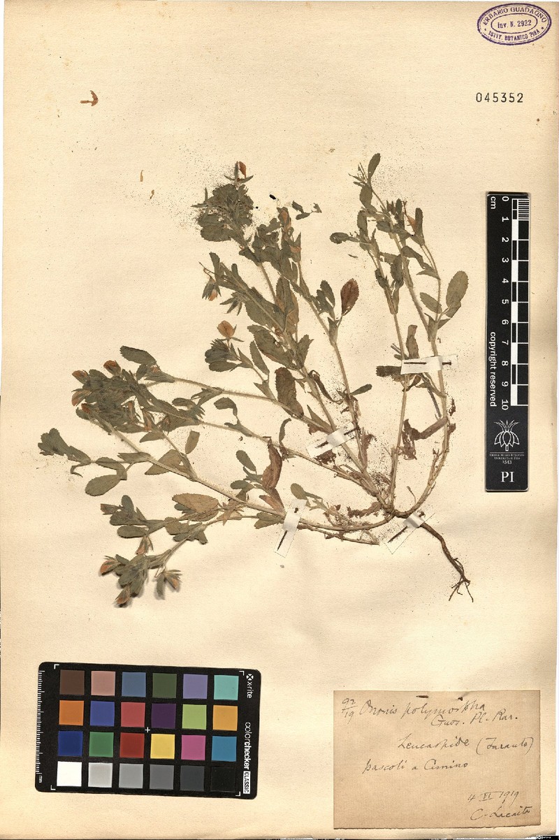 Ononis sieberi photo 2