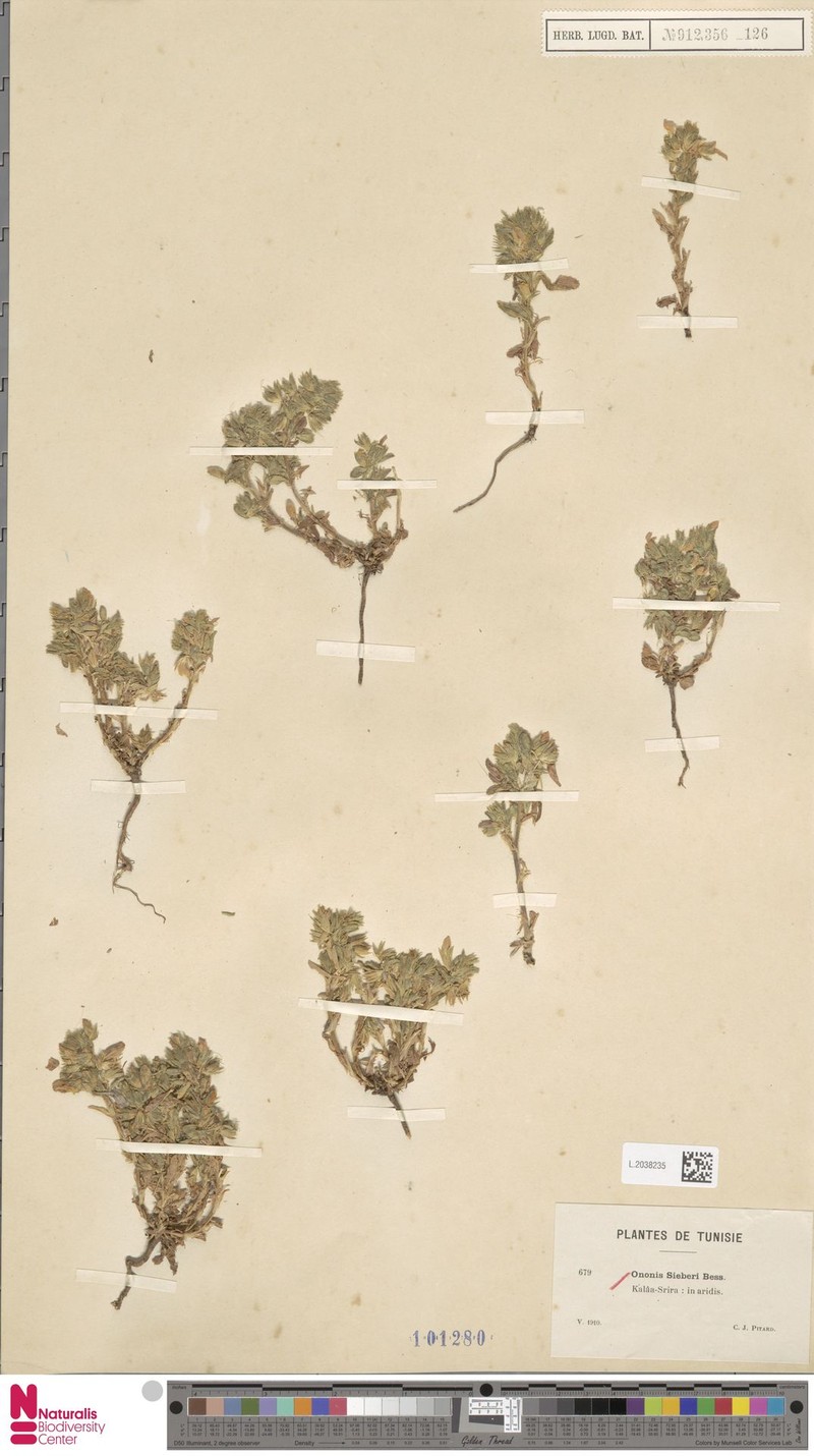 Ononis sieberi photo 3