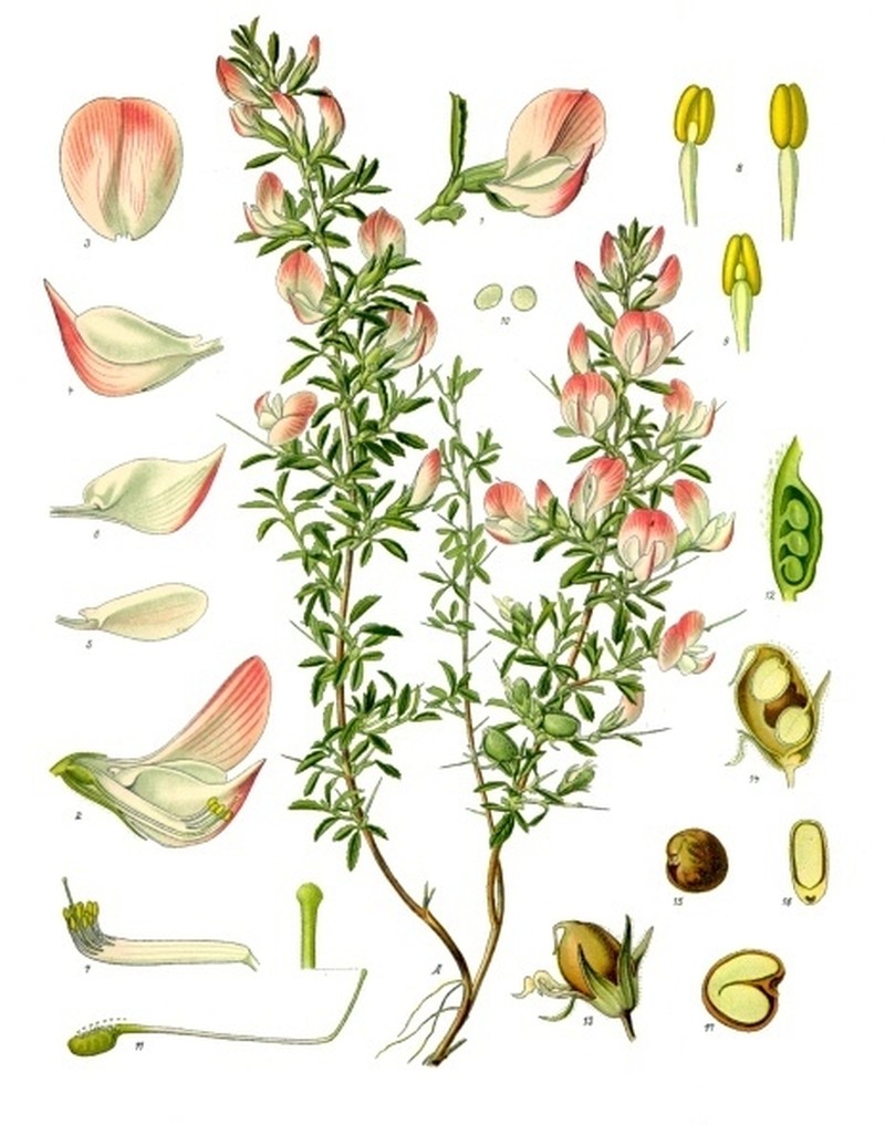 Spiny Restharrow photo 3