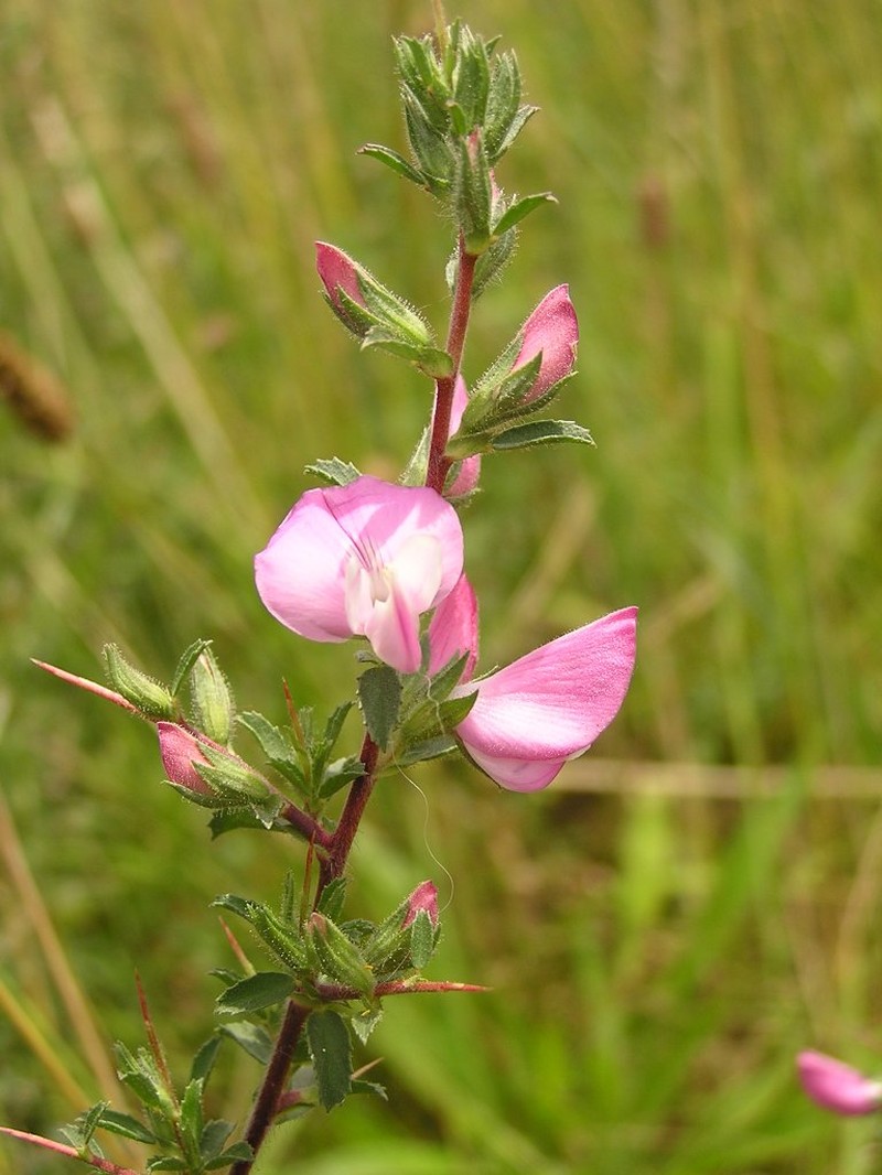 Spiny Restharrow photo 4