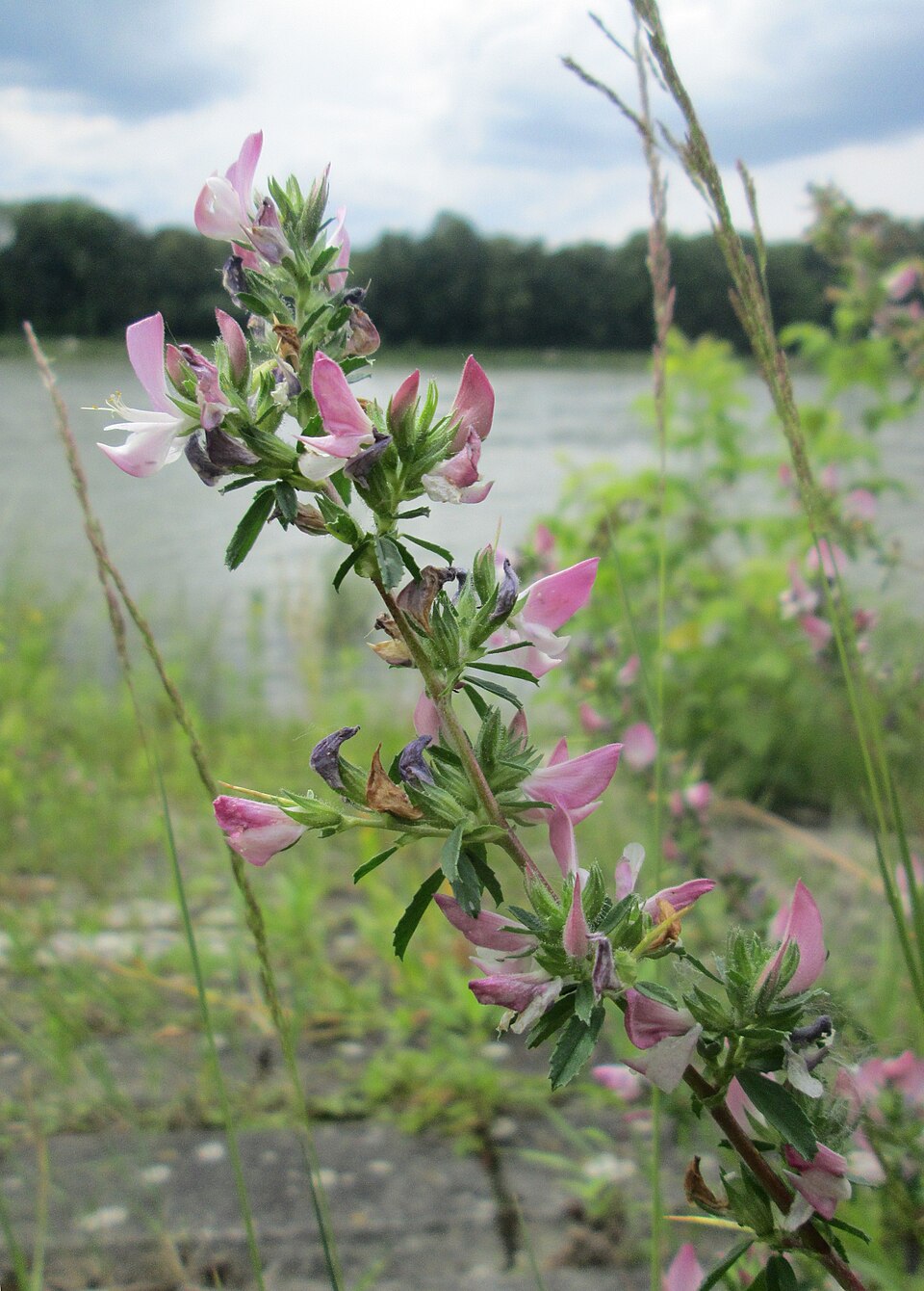 Spiny Restharrow photo 5