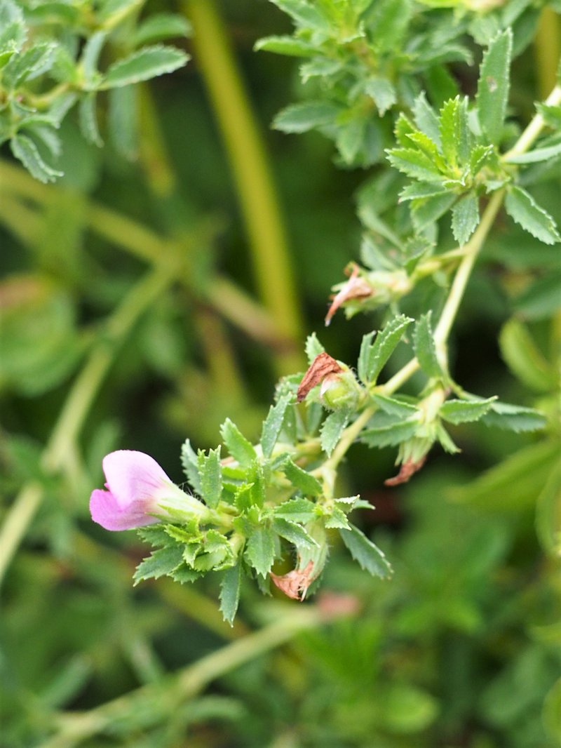 Spiny Restharrow photo 7